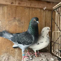 کبوترتکپرساعت دورقمی مینودشت سرو کله دار