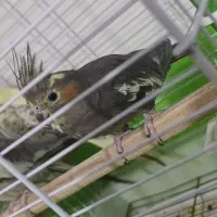 یک جفت عروس هلندی کار داده|پرنده|ارومیه, |دیوار