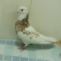 3عدد کبوتر طوقی درجه یک نثل عالی|پرنده|گله دار, |دیوار