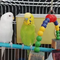 2مرغ عشق زیبا و سرحال