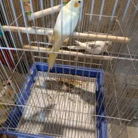 جفت عروس هلندی با قفس و پایه|پرنده|علیآباد کتول, |دیوار