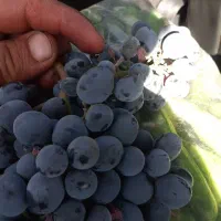 انگور (دیم سردشت) به شرط تست