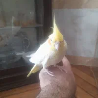 عروس نرلوتینودستی|پرنده|تربت‌حیدریه, بازار|دیوار