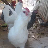 خروس  ریشی