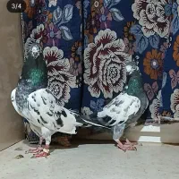 کبوتر پاکستانی اصل نصب دار