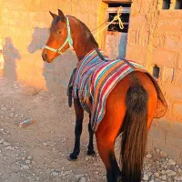 اسب مادیان|اسب و تجهیزات اسب‌سواری|چترود, |دیوار