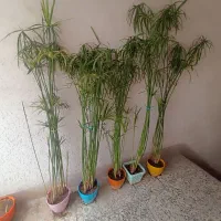 گل طبیعی گندمی نخل مرداب قاشقی پتوس الوورا بیدی