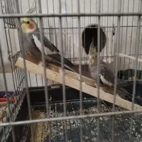 جفت عروس هلندی|پرنده|مشهد, رده|دیوار