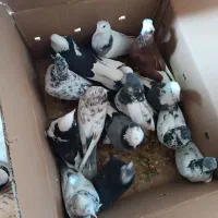 کفتر|پرنده|سراب, |دیوار