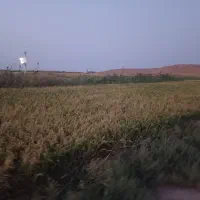 زمین شالیکاری نصف کاری
