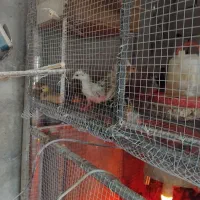 جوجه مرغ ۱روزه و ۱۵و۳۰روزه|حیوانات مزرعه|نگین شهر, |دیوار