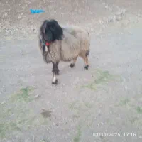 میش ترک اصل|حیوانات مزرعه|صمصامی, |دیوار