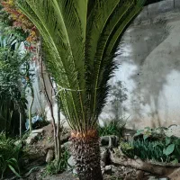 فروش دو عدد سیکاس|گل و گیاه طبیعی|رودسر, |دیوار