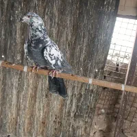 پرشی‌به‌شرت|پرنده|ری, تقی آباد|دیوار