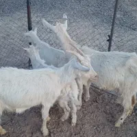 بز و بزغاله