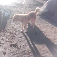 سگ گله|سگ|دهگلان, |دیوار