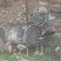 بوقلمون نر