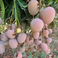 انبه ایرانی|خدمات باغبانی و درختکاری|میناب, |دیوار