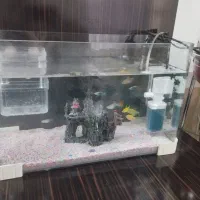 اکواریوم با ماهی