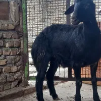 گوسفند بره داربابره نردرشت وتقلی ماده کردستانی لخت|حیوانات مزرعه|گرگان, |دیوار
