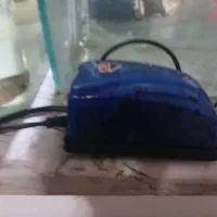 اکواریوم با ماهی۵ تا ماهی|ماهی|مشهد, رده|دیوار