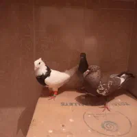 سه تا کبوتر قیمت خوب|پرنده|مرودشت, فرهنگ|دیوار