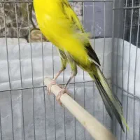 قناری ابلغ رسمی بلند