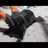 سگ پامر روباهی