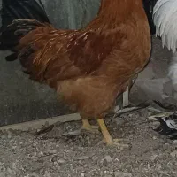خروس روستایی زیبا