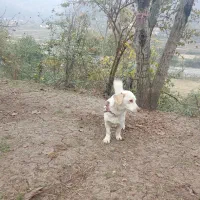 سگ پا کوتاه