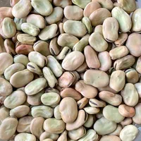 باقلا بذری درجه یک|گل و گیاه طبیعی|گرگان, |دیوار