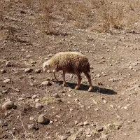 بره ماده