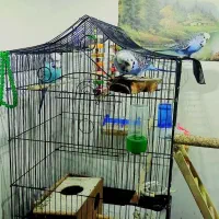 مرغ عشق انگلیسی|پرنده|بابل, |دیوار