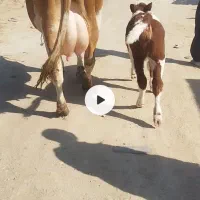 مانگایی سور