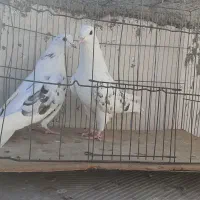 کبوتر فروشی