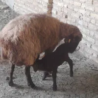 میش بره دار