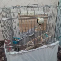 عروس هلندی|پرنده|فردوسیه, |دیوار