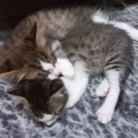 واگذاری دو بچه گربه حدودا سه ماهه