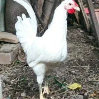 نیمچه خروس گلین|حیوانات مزرعه|رامیان, |دیوار