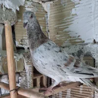 زرد هفترنگ خطی|پرنده|کوهین, |دیوار