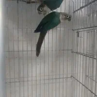 انواع جفت طوطی گرینچیک و جوجه نرمخور و دونخور...