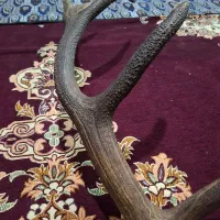 دیوار کوب کلکسیونی