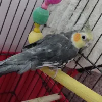 عروس هلندی مولد