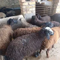 بره شیرمست نروماده 28،30کیلوشیرمست|حیوانات مزرعه|کرج, شهرک رازی (حصارک)|دیوار