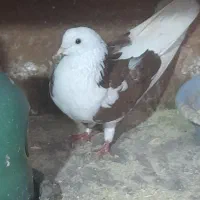 کفتر های پرواز سنگین|پرنده|رشت, آتشگاه|دیوار