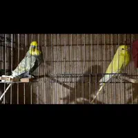 مرغ عشق ریمبو رنگین‌کمانی|پرنده|تهران, پاسداران|دیوار