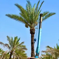 نخل هایی ک به زیبا ترین درختان جهان معروفند