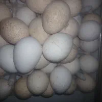 تخم بوقلمون  برنز