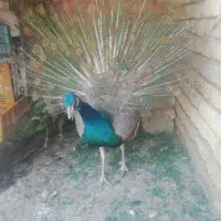 طاووس