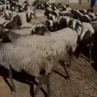 فروش میش اصیل شال|حیوانات مزرعه|شال, |دیوار